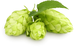 Unser Hopfen